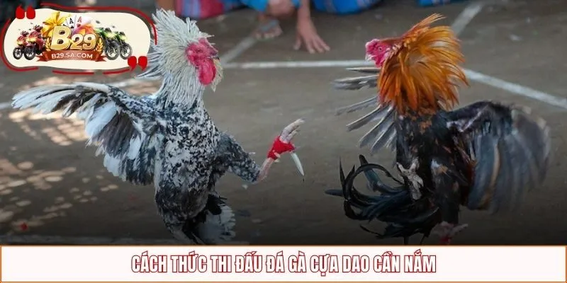 Cách thức thi đấu chọi gà cựa dao cần nắm